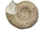 Jurassic Ammonite (Stephanoceras) Fossil - England #279160-1